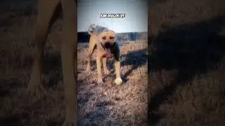 #pitbull