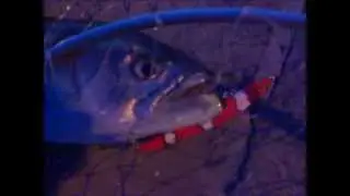 Molix Jerkbait Nemo Clown (Bluefish-Γοφάρι)