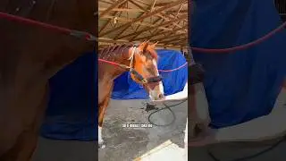 Cooling Chester Off In The Heat! #barrelracing #horse #equestrian