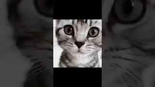 Так всё таки, как дела¿ #юмор #смехдослез