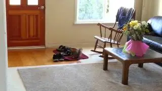 Domesticated Squirrel!