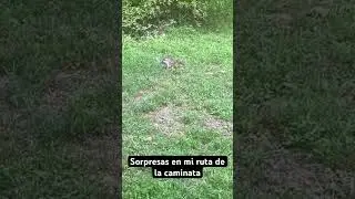 Sorpresas en mi ruta de la caminata