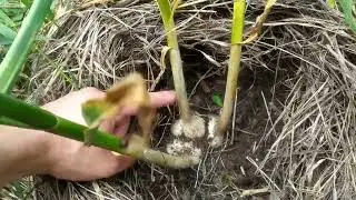 ЧЕСНОК ЛЮБАША 24 ИЮНЯ