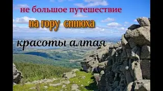 синюха