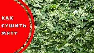 Как сушить мяту в домашних условиях