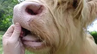 Highland cow ASMR