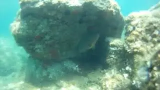La murène fait fuir le mérou...