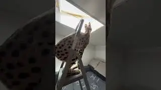 Узнала😱 как  Сева попала на крышу! Провела эксперимент, увидела и вам показала! Красивая она да?😍