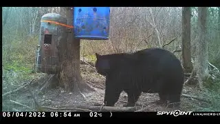 2022 Spring Black Bear Hunt - Tag #2 - Sit 1