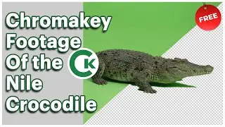 Nile Crocodile Green Screen Footage | Chromakey Animal Assets