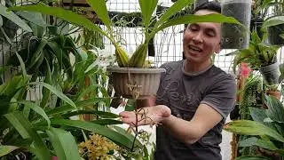 FLORACION GONGORA Y ASI ORGANIZO MIS ORQUIDEAS.