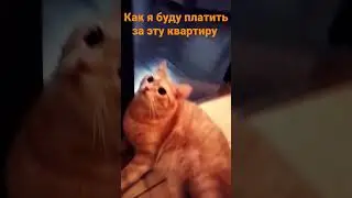 Мася купил корм