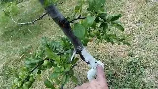 Садок на початок червня, закладка врожаю......