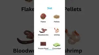 نگهداری ماهی آنجل  how to angel fish