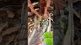 Rahasia di Balik Pohon Tua: Temuan yang Mengubah Hidup #storydunia #moments #motivation #animals