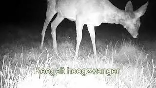 Reeën (Deer, Capreolus Capreolus) op de Brabantse Wal week 16  april 2024 Vlog 5