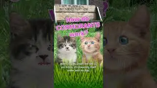 How Do Cormorants Work?  #kittens