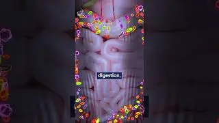 How MDMA Use Affects Gut Flora and Mental Health