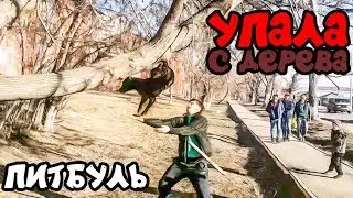 Фаина питбуль!!!собака на дереве высоко!))