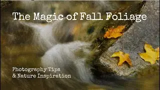The Magic of Fall Foliage - Photography Tips & Nature Inspiration