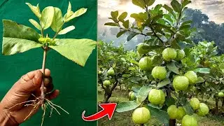 How to propagate guava tree from cutting New technique grow guava plants full success