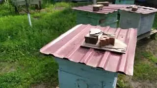 Пошло дело,белая акация выручает...