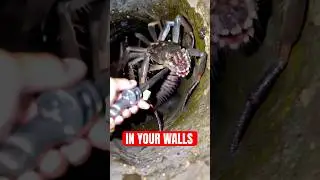 5 Shocking Creatures Found Living Inside People's Walls