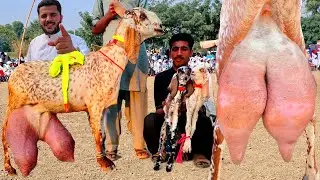 Bacchon Wali Bakri 2024 بچوں والی بکری