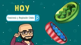 Clase: fotosíntesis y respiración celular