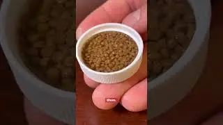 Goldfish eating AIR?! - How to prevent it