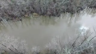 Pileated Woodpecker from a Drone