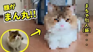 3歳の誕生日を機に初めてのサマーカット。顔がまん丸でめちゃめんこいのでとりあえず見てください 笑