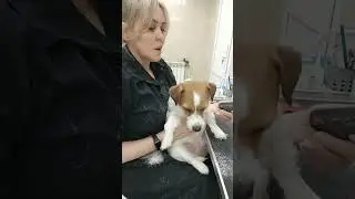 тримминг Джек Рассела терьера