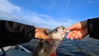 WOW! How many fish are in this hole!? Fishing on the Middle Volga