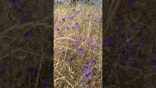 Дикая природа полевые цветы живокость