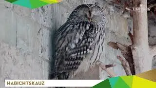 Habichtskauz - Tierpark Gotha