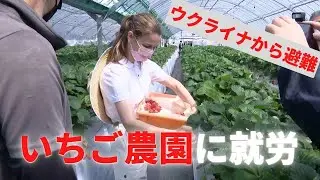 【特集】避難のウクライナ人福岡の「いちご農園」に就職－３歳娘の手を引き１万キロ