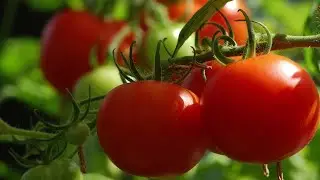 Лучшее 