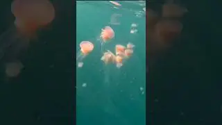 Aliens of the ocean.