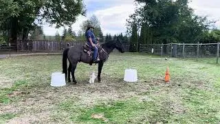 Riding Jeb bridle-less practicing weaving and “stump alley”.