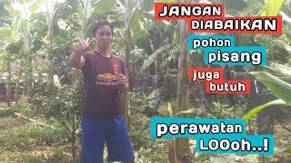perawatan pohon pisang yang baik dan benar agar berbuah maksimal || pisang susu