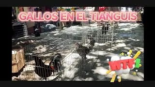 Visitando Mercados y Tianguis en busca de Gallos