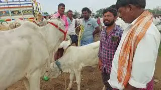 పెబ్బేరు శనివారం సంతలో ఈ వారం ఆవుల ధరలు | Pebbair Saturday cow market | cow mandi | cow