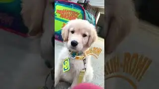 Jinkies! Working for Scooby snacks. #scoobydoo #goldenretrieverpuppy #goldenretriever #scrappydoo