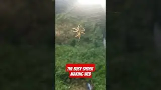 The busy spider making web
