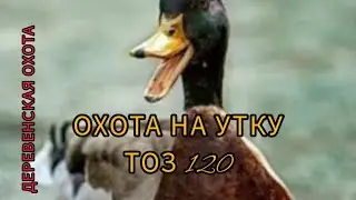 охота на утку (duck hunting)с тоз 120.(2022). на ужин взяли