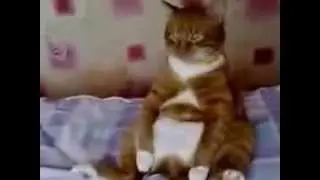 КОТ СМОТРИТ МУЛЬТИК ПРО ВИННИ ПУХА