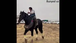 bo'ri polvon bolis polvon salax polvon