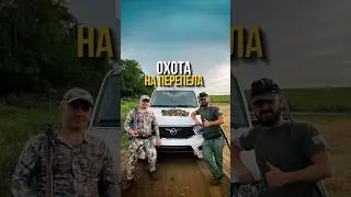 ОХОТА НА ПЕРЕПЕЛА #охотарыбалка #добыча #перепел #охота #охотавроссии #птица