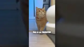 THIS CAT SAVES A LITTLE BOY! 😱🐱❤️